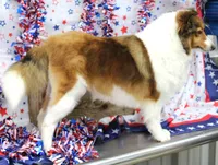 STEELHORSES FREEDOM FRAN-AKC, a female Shetland Sheepdog for sale in Bells, TX – 2 of 5