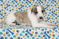 LORI-AKC, a female Whippet for sale in Bells, TX – 4 of 7