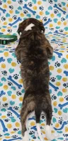 KORY-AKC, a female Whippet for sale in Bells, TX – 3 of 5
