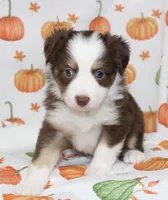 TOY TILLY-ASDR BLUE EYES, a female Miniature Australian Shepherd and Toy Australian Shepherd for sale in Bells, TX – 2 of 10