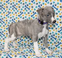 DAISY-AKC BLUE BRINDLE BLUE EYES, a female Whippet for sale in Bells, TX – 7 of 7