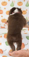 TOY PIPER-ASDR BLUE EYES, a female Miniature Australian Shepherd and Toy Australian Shepherd for sale in Bells, TX – 4 of 10