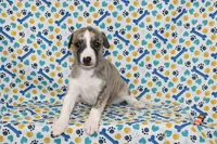 RORY-AKC, a female Whippet for sale in Bells, TX – 5 of 5