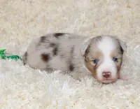 TUCKER-ASDR BLUE EYES, a female Miniature Australian Shepherd and Toy Australian Shepherd for sale in Bells, TX – 1 of 7