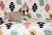 COLORADO-AKC, a male Whippet for sale in Bells, TX – Photo 3 of 3