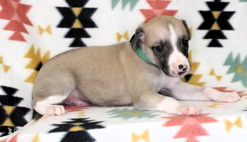 COLORADO-AKC – Whippet puppy for sale in Bells, TX