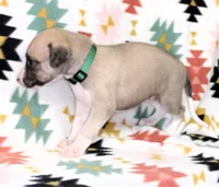 COLORADO-AKC, a male Whippet for sale in Bells, TX – Photo 2 of 3