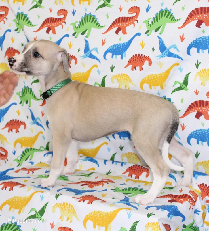 COLORADO-AKC – Whippet puppy for sale in Bells, TX