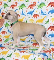 COLORADO-AKC, a male Whippet for sale in Bells, TX – Photo 5 of 9