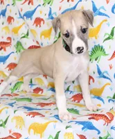 COLORADO-AKC, a male Whippet for sale in Bells, TX – Photo 6 of 9