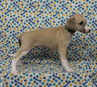 COLORADO-AKC, a male Whippet for sale in Bells, TX – Photo 4 of 9