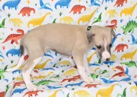 COLORADO-AKC, a male Whippet for sale in Bells, TX – Photo 8 of 9