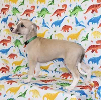 COLORADO-AKC, a male Whippet for sale in Bells, TX – Photo 7 of 9