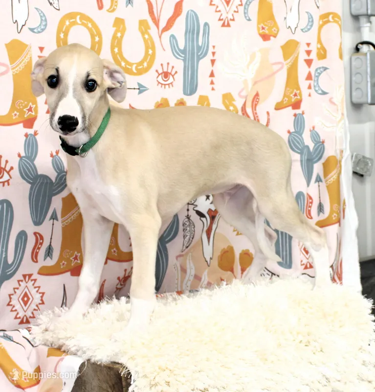 COLORADO-AKC – Whippet puppy for sale in Bells, TX