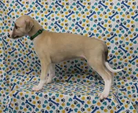 COLORADO-AKC, a male Whippet for sale in Bells, TX – Photo 3 of 9