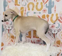 COLORADO-AKC, a male Whippet for sale in Bells, TX – 3 of 7