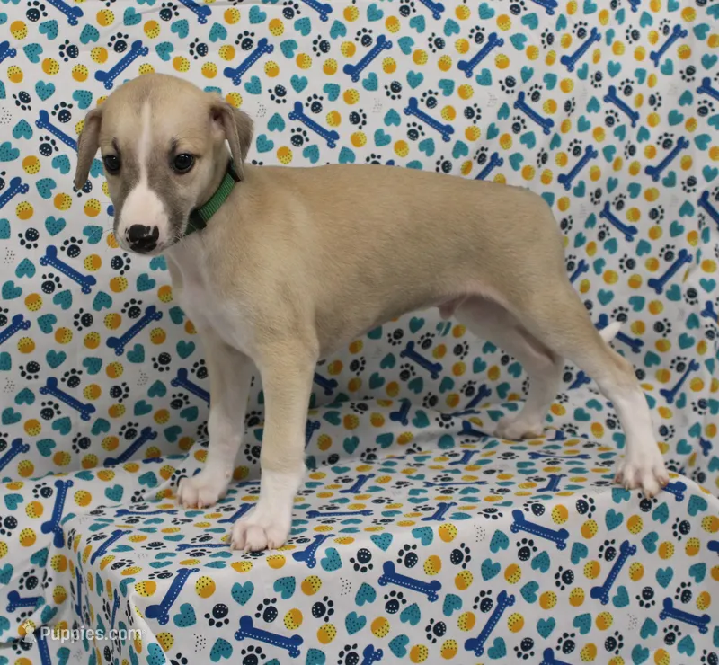 COLORADO-AKC – Whippet puppy for sale in Bells, TX