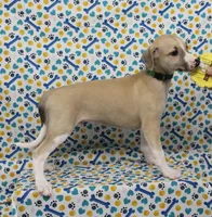 COLORADO-AKC, a male Whippet for sale in Bells, TX – Photo 2 of 9