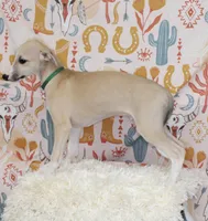 COLORADO-AKC, a male Whippet for sale in Bells, TX – 1 of 7