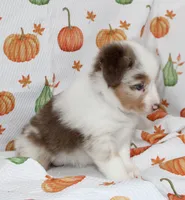 TOY DOTTIE-ASDR BLUE EYES, a female Miniature Australian Shepherd and Toy Australian Shepherd for sale in Bells, TX – 3 of 10