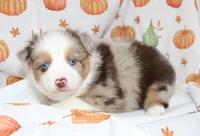 TOY LEVI-ASDR  BLUE EYES, a male Miniature Australian Shepherd and Toy Australian Shepherd for sale in Bells, TX – 4 of 9
