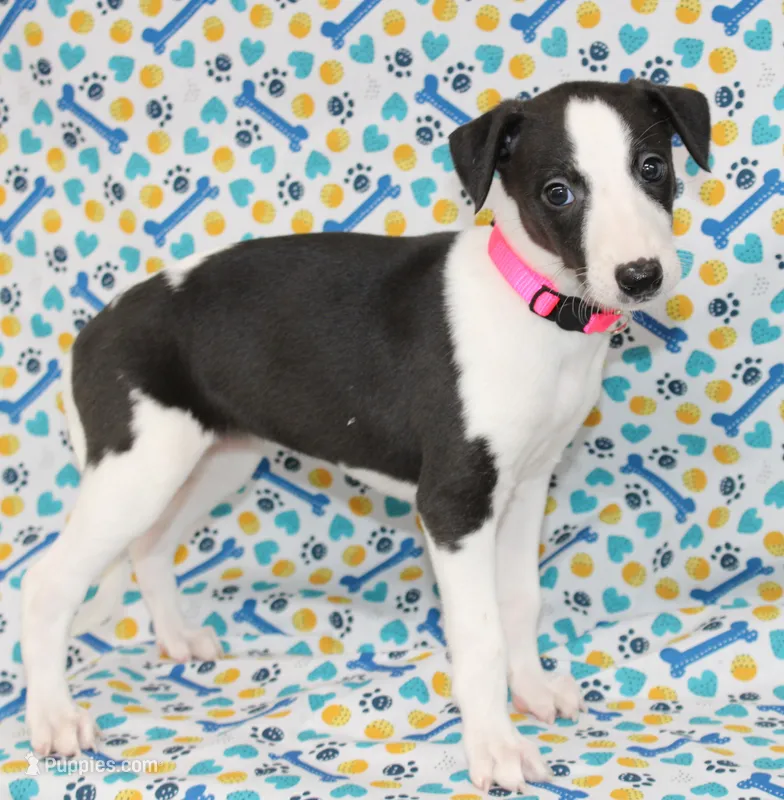 PANDA-WHIPPET – Whippet puppy for sale in Bells, TX