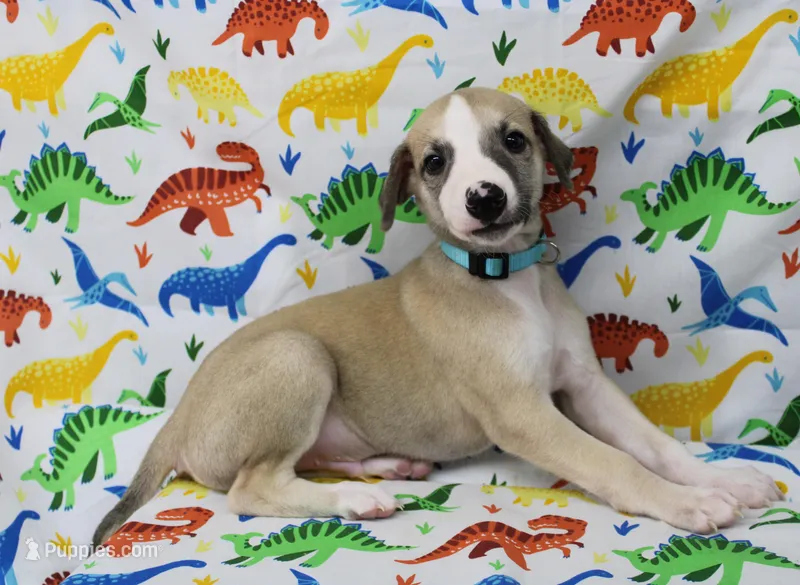 DAKOTA-AKC – Whippet puppy for sale in Bells, TX