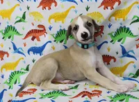 DAKOTA-AKC, a male Whippet for sale in Bells, TX – Photo 5 of 9