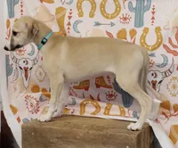 DAKOTA-AKC, a male Whippet for sale in Bells, TX – 3 of 7