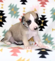 DAKOTA-AKC, a male Whippet for sale in Bells, TX – Photo 3 of 4