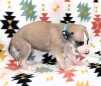 DAKOTA-AKC, a male Whippet for sale in Bells, TX – Photo 1 of 4