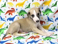 DAKOTA-AKC, a male Whippet for sale in Bells, TX – Photo 7 of 9