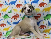 DAKOTA-AKC, a male Whippet for sale in Bells, TX – Photo 8 of 9