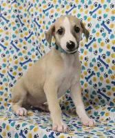 DAKOTA-AKC, a male Whippet for sale in Bells, TX – Photo 3 of 9