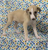 DAKOTA-AKC, a male Whippet for sale in Bells, TX – Photo 4 of 9