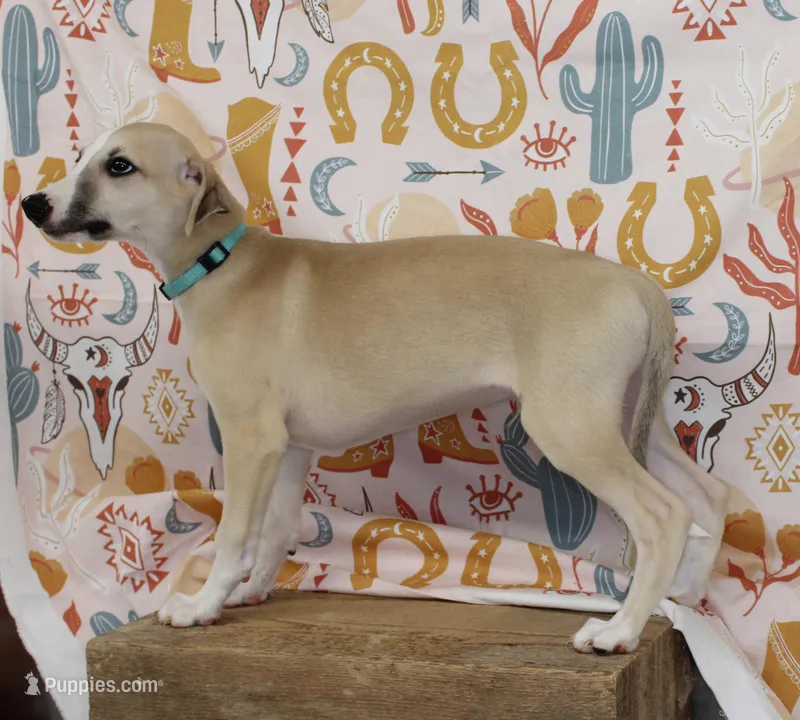 DAKOTA-AKC – Whippet puppy for sale in Bells, TX