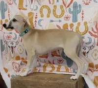 DAKOTA-AKC, a male Whippet for sale in Bells, TX – 1 of 7