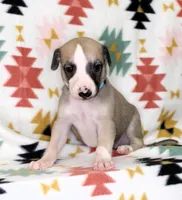 DAKOTA-AKC, a male Whippet for sale in Bells, TX – Photo 2 of 4