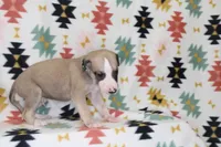 DAKOTA-AKC, a male Whippet for sale in Bells, TX – Photo 4 of 4