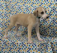 DAKOTA-AKC, a male Whippet for sale in Bells, TX – Photo 2 of 9