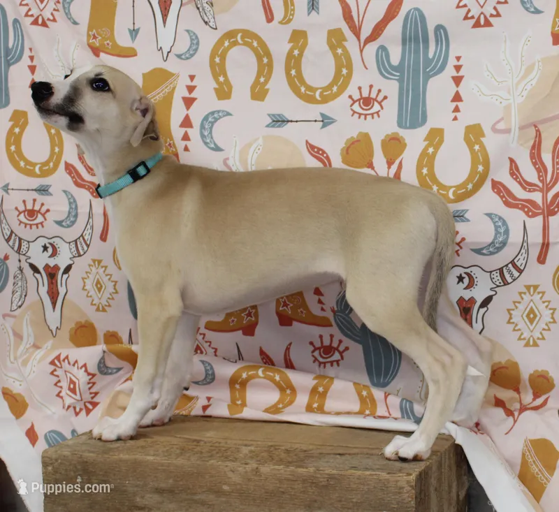 DAKOTA-AKC – Whippet puppy for sale in Bells, TX