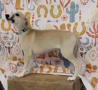 DAKOTA-AKC, a male Whippet for sale in Bells, TX – 2 of 7