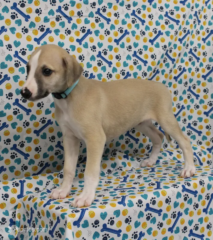 DAKOTA-AKC – Whippet puppy for sale in Bells, TX