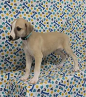 DAKOTA-AKC, a male Whippet for sale in Bells, TX – Photo 1 of 9