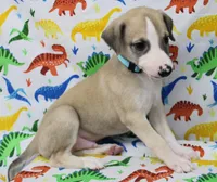 DAKOTA-AKC, a male Whippet for sale in Bells, TX – Photo 6 of 9