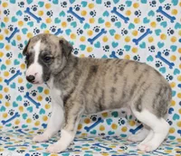 RORY-AKC, a female Whippet for sale in Bells, TX – 2 of 5