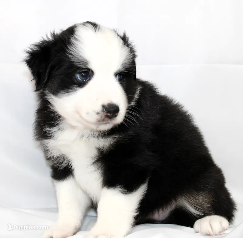 CASSIE-MINI AUSSIE ASDR – Miniature Australian Shepherd puppy for sale in Bells, TX