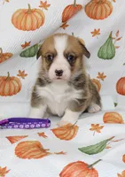 LOTTIE, a female Pembroke Welsh Corgi for sale in Bells, TX – 5 of 7