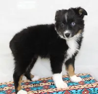 CASIE-MINI AUSSIE  ASDR, a female Miniature Australian Shepherd for sale in Bells, TX – 4 of 9