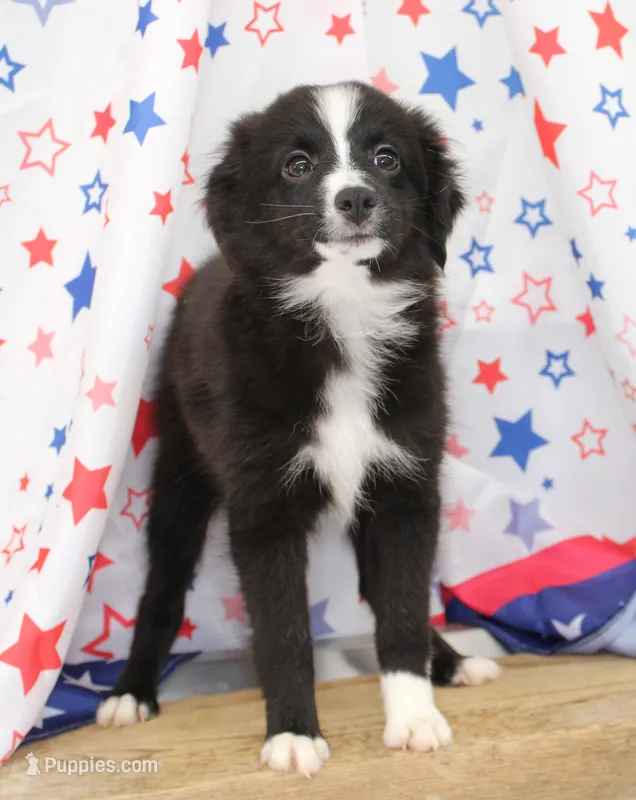 INDIGO-TOY ASDR – Toy Australian Shepherd puppy for sale in Bells, TX